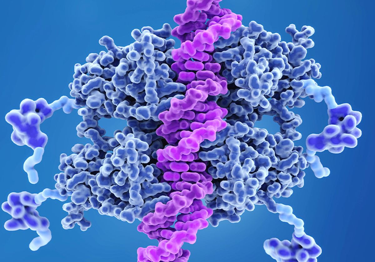 Complete 3D Structure of P53 Protein Found