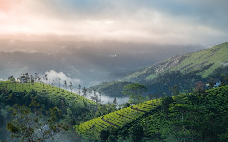 Discovering Tranquility: A Wayanad Trip Unveiled with Exclusive Kerala Trip Packages